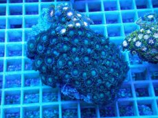 画像1: No.24 ベトナム産 マメスナギンチャク (1)