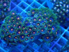 画像1: No.26 ベトナム産 マメスナギンチャク (1)