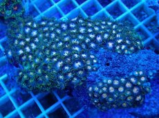 画像1: No.27 ベトナム産 マメスナギンチャク (1)