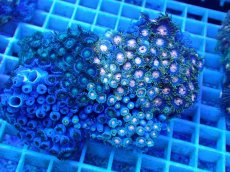 画像1: No.32 ベトナム産 マメスナギンチャク (1)