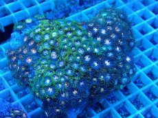 画像1: No.37 ベトナム産 マメスナギンチャク (1)