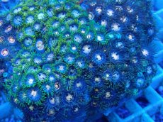 画像2: No.37 ベトナム産 マメスナギンチャク (2)