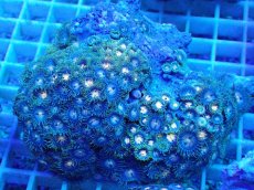 画像1: No.42 ベトナム産 マメスナギンチャク (1)