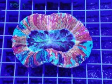 画像1: No.1 オオバナサンゴ　スーパーマルチ (1)