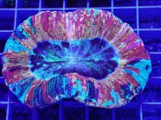 画像2: No.1 オオバナサンゴ　スーパーマルチ (2)