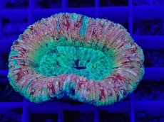 画像1: No.2 オオバナサンゴ　スーパーマルチ (1)