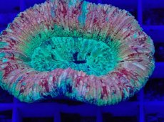 画像2: No.2 オオバナサンゴ　スーパーマルチ (2)