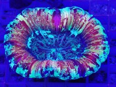 画像1: No.3 オオバナサンゴ　スーパーマルチ (1)