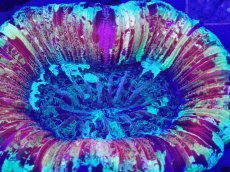 画像2: No.3 オオバナサンゴ　スーパーマルチ (2)