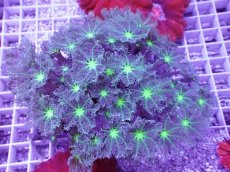 画像1: No.1 ツツウミヅタ　グリーンコア＆ストライプ (1)