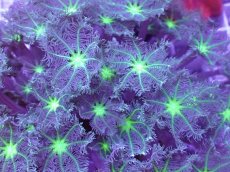 画像2: No.1 ツツウミヅタ　グリーンコア＆ストライプ (2)