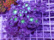 画像1: No.2 ツツウミヅタ　グリーンコア＆ストライプ (1)