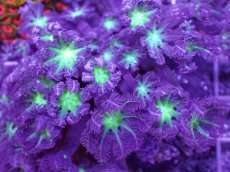 画像2: No.2 ツツウミヅタ　グリーンコア＆ストライプ (2)