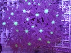 画像1: No.3 ツツウミヅタ　グリーンコア (1)