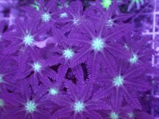 画像2: No.3 ツツウミヅタ　グリーンコア (2)