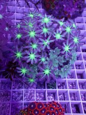 画像1: No.4 ツツウミヅタ　グリーンコア＆ストライプ (1)