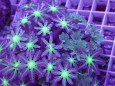 画像2: No.4 ツツウミヅタ　グリーンコア＆ストライプ (2)