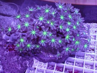 No.9 オオシャコガイ XXLサイズ 【珍しい、レアな個体♪】を買うなら