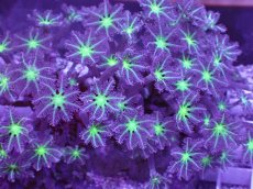 画像2: No.5 ツツウミヅタ　グリーンコア＆ストライプ (2)