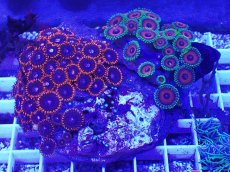 画像1: No.1 マメスナギンチャク お花畑プレート (1)