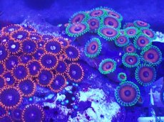 画像2: No.1 マメスナギンチャク お花畑プレート (2)