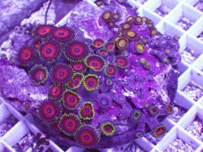 画像1: No.2 マメスナギンチャク お花畑プレート (1)