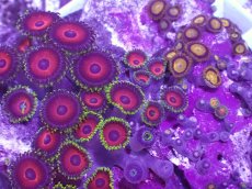 画像2: No.2 マメスナギンチャク お花畑プレート (2)