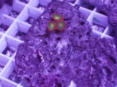 画像1: No.3 フィジー産マメスナギンチャク (1)