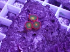 画像2: No.3 フィジー産マメスナギンチャク (2)