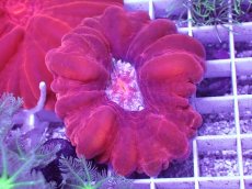 画像1: No.1 コハナガタサンゴ　レッド (1)