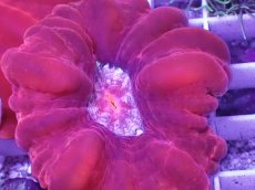 画像2: No.1 コハナガタサンゴ　レッド (2)