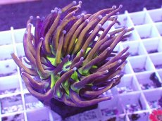 画像1: No.1 ゴールドトーチ　ジョーカー (1)