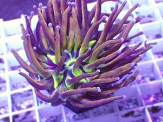 画像2: No.1 ゴールドトーチ　ジョーカー (2)