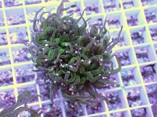 画像1: No.2 ホーリーグレイル　TypeB (1)