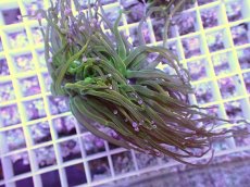 画像1: No.3 ホーリーグレイル　TypeB (1)