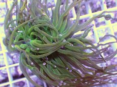 画像2: No.3 ホーリーグレイル　TypeB (2)