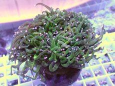 画像1: No.4 ホーリーグレイル　TypeB (1)