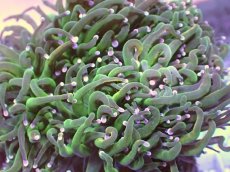 画像2: No.4 ホーリーグレイル　TypeB (2)