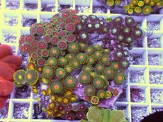 画像1: No.4 マメスナギンチャク お花畑プレート (1)