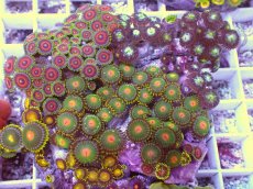 画像2: No.4 マメスナギンチャク お花畑プレート (2)