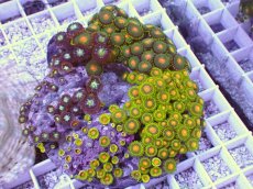 画像1: No.5 マメスナギンチャク お花畑プレート (1)