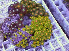 画像2: No.5 マメスナギンチャク お花畑プレート (2)