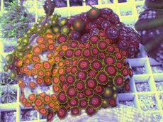 画像1: No.6 マメスナギンチャク お花畑プレート (1)