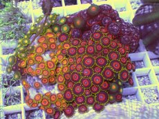 画像2: No.6 マメスナギンチャク お花畑プレート (2)