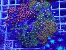 画像1: No.7 マメスナギンチャク お花畑プレート (1)