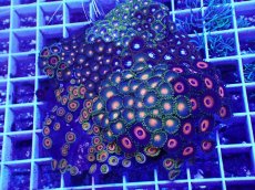 画像1: No.8 マメスナギンチャク お花畑プレート (1)