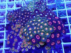 画像2: No.8 マメスナギンチャク お花畑プレート (2)