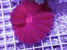 画像1: No.2 コハナガタサンゴ　レッド (1)