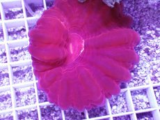 画像2: No.2 コハナガタサンゴ　レッド (2)