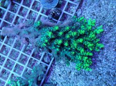 画像1: No.1 オーストラリア産 ハリエダミドリイシ (1)